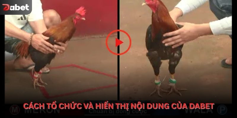 Cách tổ chức và hiển thị nội dung của Dabet trong bộ môn Đá gà